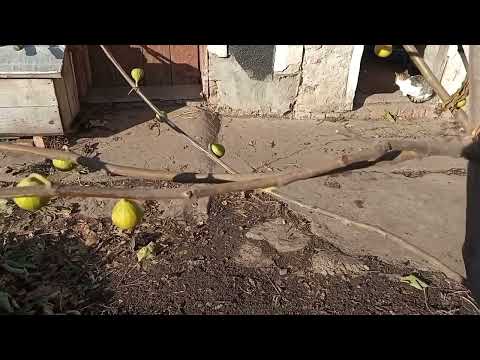 Видео: Обрізка та підготовка ІНЖИРА до зими