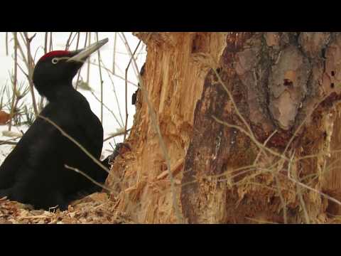 Видео: Черный дятел лесоруб, Желна (самец), Black woodpecker