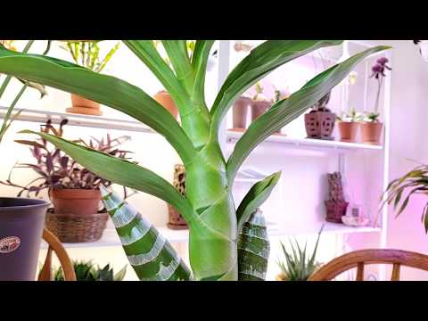 Видео: Катасетумные в мае Ответы на вопросы