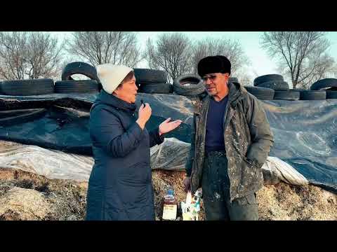 Видео: КАЗБИОСИЛ. Сүрлем (силос) басу. Жетісу облысы "Ырыс" шаруа қожалығы.