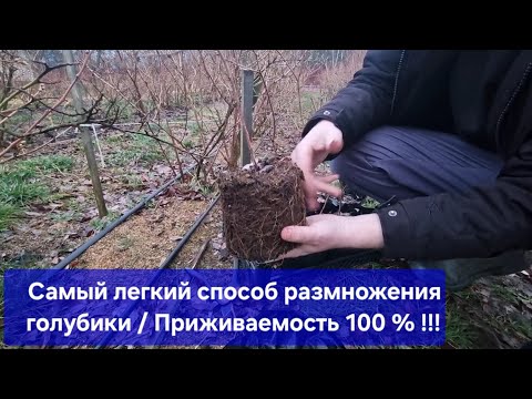 Видео: Самый легкий способ разведения голубики ! Приживаемость 100%