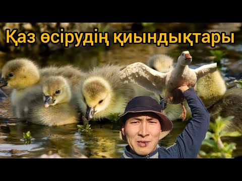 Видео: Қаз өсіргісі келетіндер міндетті түрде көрсін. Қаз өсіру