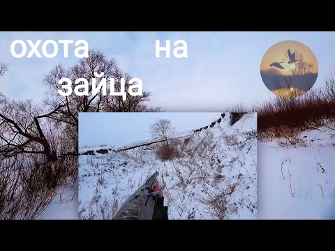 Видео: охота на зайца. как слепой и косой хромого гоняли))