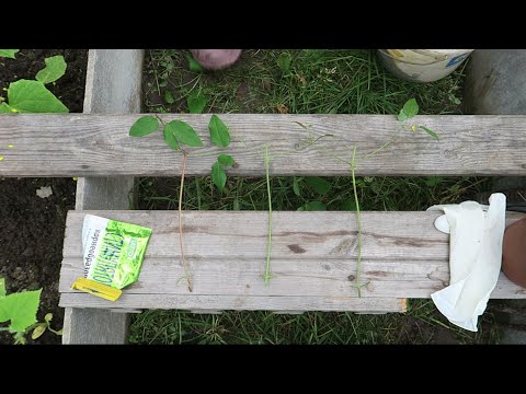 Видео: Размножаем клематис / Черенкование клематисов / Клематис из черенка / Мой опыт и практика 17.07.2017
