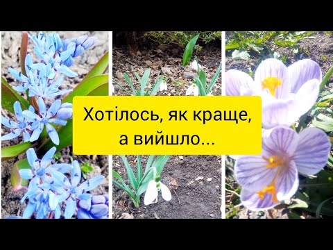 Видео: Як пересаджувала крокуси, підсніжники, проліски
