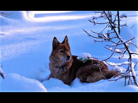 Видео: Щенок лайки  Первая охота. Живем в палатке.
