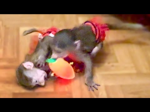 Видео: Степашка и Маняшка научились ВКЛЮЧАТЬ ИГРУШКУ и бежать в темноту ей любоваться!