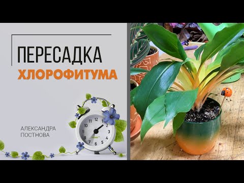 Видео: Пересадка хлорофитума | Как пересадить хлорофитум без проблем - быстро и грамотно