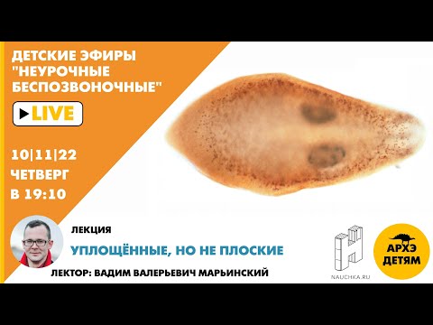 Видео: Детский эфир "Уплощённые, но не плоские" курса "Неурочные беспозвоночные" Вадима Марьинского