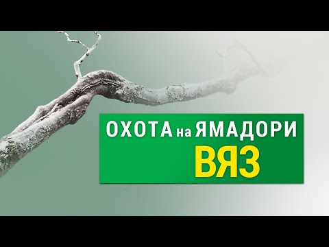 Видео: ОХOТА на ЯМАДОРИ. ВЯЗ. Часть 1 | Yamadori hunting. Elm spp. Part 1