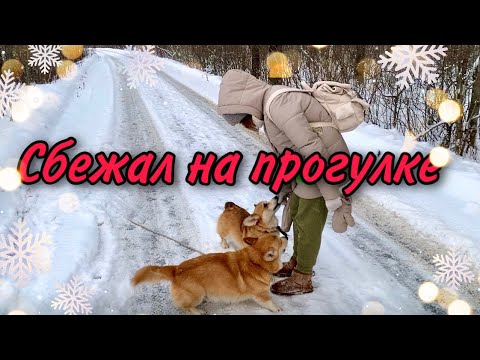 Видео: Как КОРГИ в лесу Плавают в снегу 😂Семейный VLOG🎄