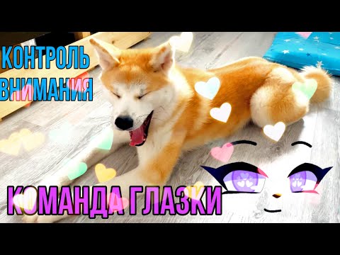 Видео: КОНТРОЛЬ ВНИМАНИЯ или команда Глазки😉 Дрессировка собак