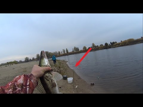 Видео: ЭТА СНАСТЬ ЛОВИТ СУДАКА ПРИ КАЖДОМ ЗАБРОСЕ!!!СУДАК НА ДОНКУ !АХТУБА !2019 октябрь
