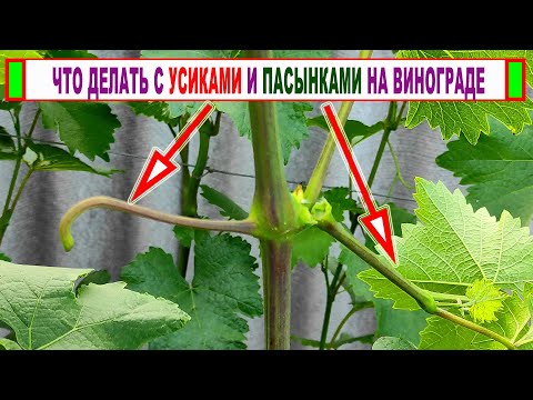 Видео: 🍇 Не ОШИБИСЬ! Почему на винограде НЕЛЬЗЯ полностью УДАЛЯТЬ ПАСЫНКИ. Что делать с УСИКАМИ?