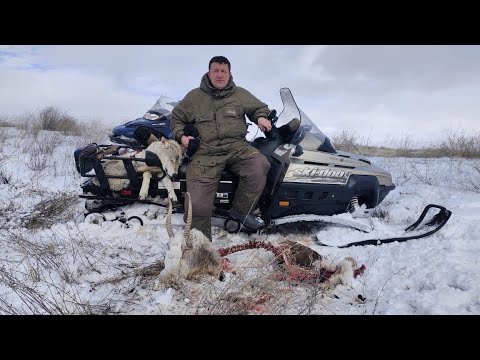 Видео: ПО ОСТАНКАМ КРАСНОКНИЖНЫХ. охота на волков hunting wolves