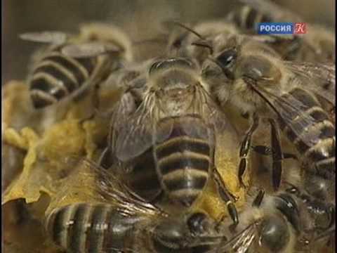 Видео: Удивительная жизнь пчёл и ос