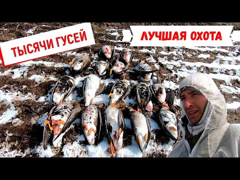 Видео: Супер охота на гуся  ! Тысячи гусей!  Лучшие налеты!