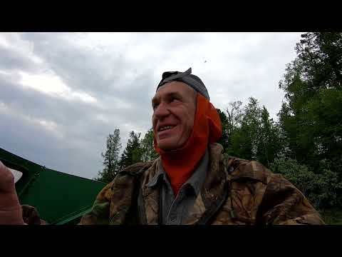 Видео: И всё-таки хищники.