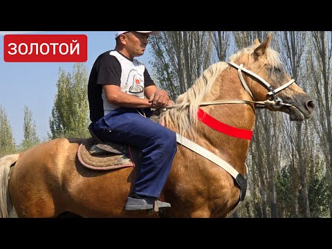 Видео: ТОХА БРАТ  ЭФИРДИ ЖАРДЫ  ПАЙ ПАЙ ПАЙ  