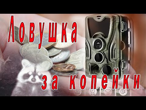 Видео: Фото ловушка за копейки
