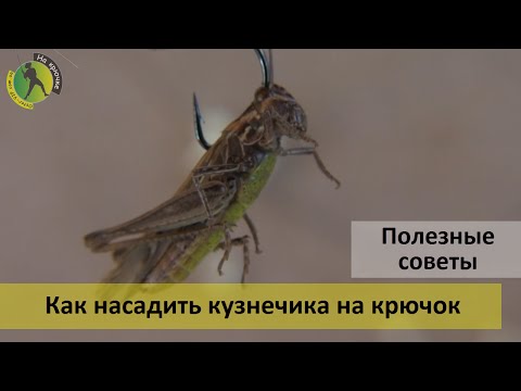 Видео: Как правильно насаживать кузнечика на крючок