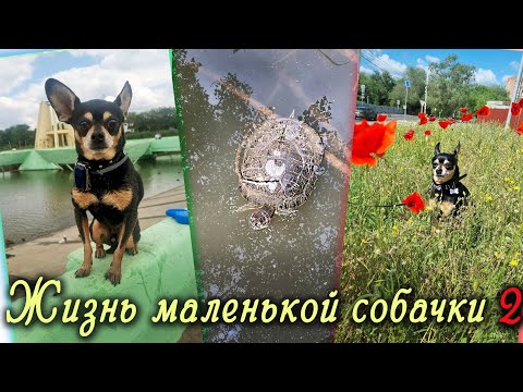 Видео: Прогулки на природе, разборки с утками и наблюдение за черепахами или уличная жизнь Тоя