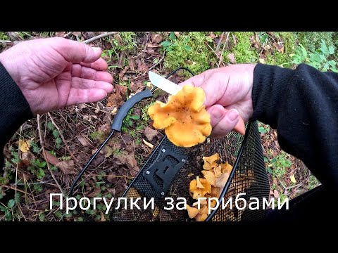 Видео: Прогулки за грибами | Посмотрел место установки фото ловушки, и собрал лисичек.