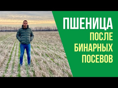 Видео: Озимая пшеница после бинарных посевов подсолнечника с эспарцетом и люцерной