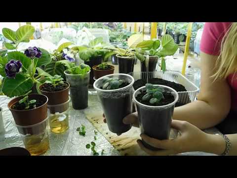Видео: 🌴Гибискус из семян выращивание в домашних условиях 🌱