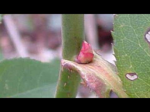 Видео: Черенки роз зимой.Отличное укоренение черенка розы Декор Роуз.