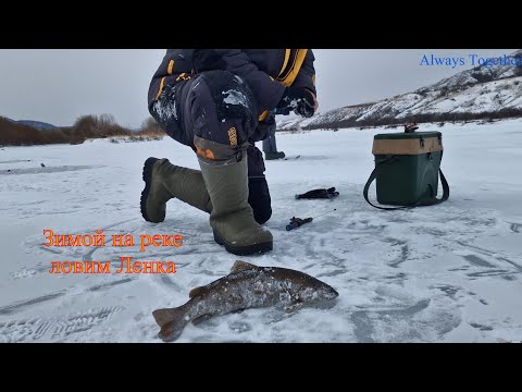 Видео: Рыбалка по первому льду. Ловим Ленка на реке.