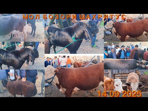 Видео: МОЛ БОЗОРИ ШАХРИТУС МАРХАМАТ 