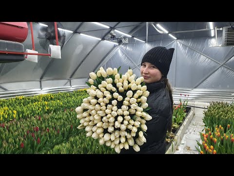 Видео: Выгонка тюльпана 2024 2 марта. Сбор. Кажется успеваем. Осталось чуть чуть.