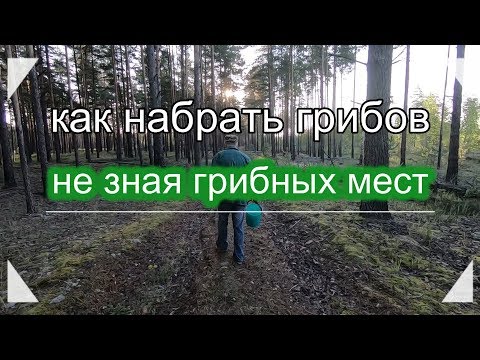 Видео: Как набрать грибов,даже совсем не зная грибных мест!