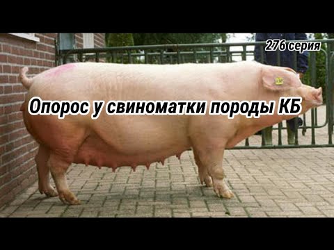 Видео: Первый опрос у чистопородный  свиноматки породы КБ  / эксперимент по откорму свиней  продолжается