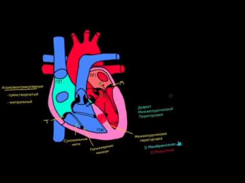 Видео: Слои сердца