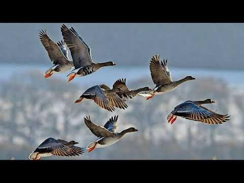 Видео: 🦢💥ВСЕ ХИТРОСТИ ОХОТЫ НА ГУСЯ ОТ ОПЫТНОГО ОХОТНИКА!