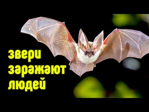 Видео: Чем можно заразиться от животных?