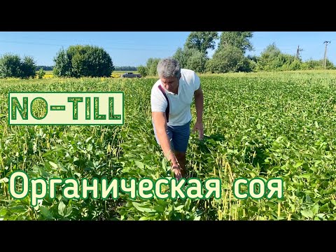 Видео: Органическая соя на No-till