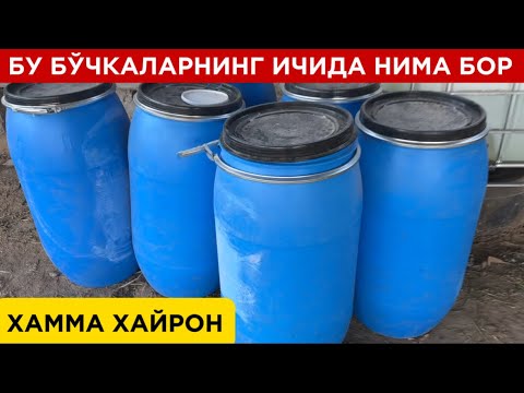 Видео: ТУРТКУЛДА 165кг лик БЎЧКАЛАР БУНИ НИМА КИЛИШАДИ ХАММА ХАЙРОН!