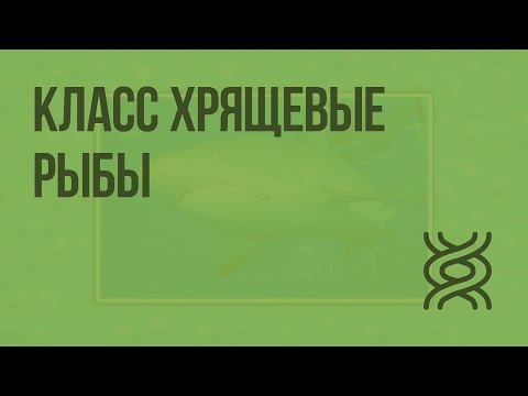 Видео: Класс Хрящевые рыбы. Видеоурок по биологии 7 класс