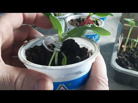 Видео: Прививка арбуза на лагенарию. Или с чего начинает дилетант.