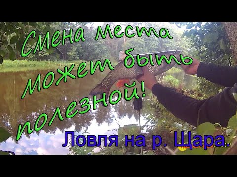 Видео: Ловля на р. Щара. Смена места может быть полезной!