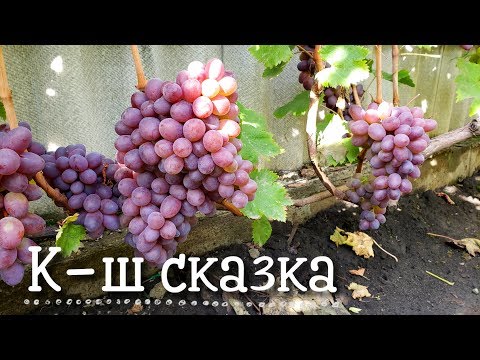 Видео: Кишмиш сказка - идеально подходит для зимнего хранения