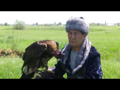 Видео: Бүркітші \ Ұлт нақышы \ Асыл арна