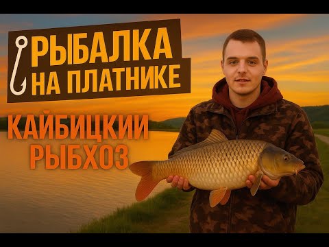 Видео: 🎣 ПОПАЛ НА РЫБНЫЙ ЭЛЬДОРАДО! Карп и Сазан в Кайбицком рыбхозе! НЕВЕРОЯТНЫЙ КЛЁВ! | Карпфишинг Казань