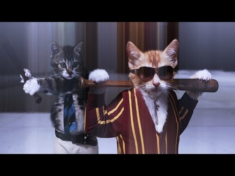 Видео: Привет, я кот!