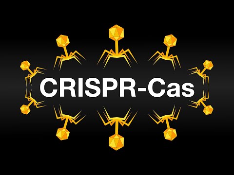 Видео: CRISPR-Cas: Иммунная Система бактерий и метод изменения генома (Анимация)