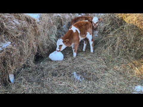 Видео: Гармония животного мира на Усадьбе🐂🐇