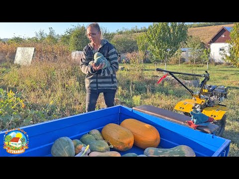 Видео: СОБИРАЕМ УРОЖАЙ тыквы и наводим ПОРЯДОК В ОГОРОДЕ